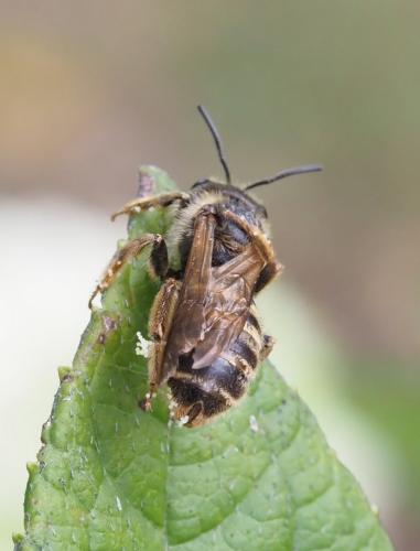 Réf. 236 687 : Halictus sp.